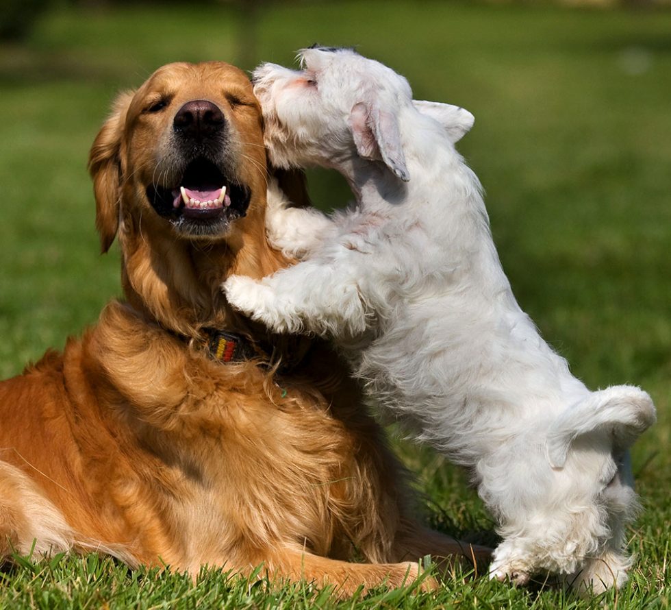Meadowbrook Animal Hospital Healthy Pets Make the Happiest Pets
